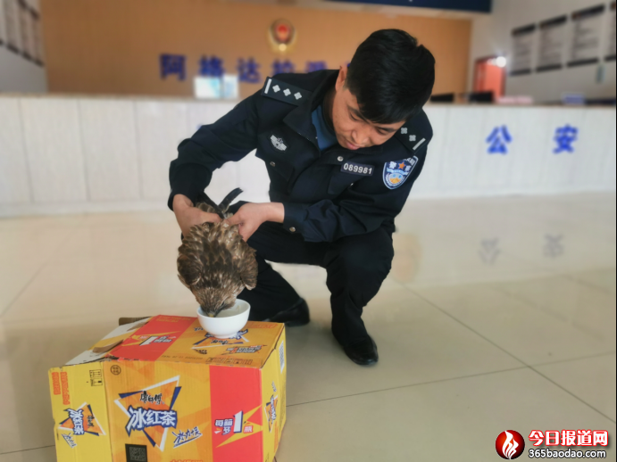 警民攜手救助國家一級(jí)重點(diǎn)保護(hù)動(dòng)物獵隼300.png