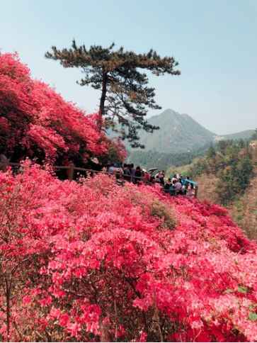 待到杜鵑花開時(shí)443.png